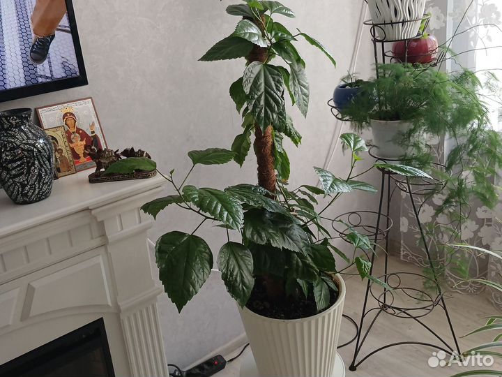 Роза китайская красная махровая