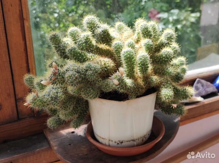 Кактус мамиллярия