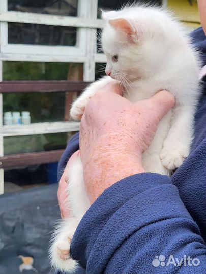 Маленькая кошечка