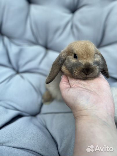 Декоративные кролики