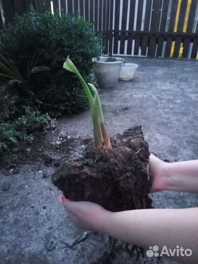 Банановые пальмы от 250 до 500