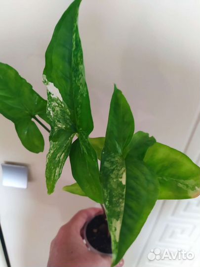 Филодендроны