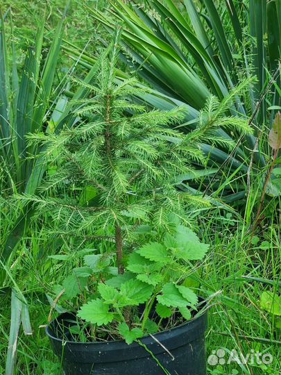 Ель северная