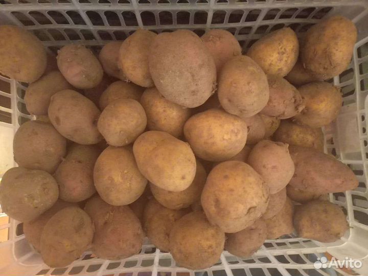 Семенной картофель