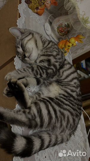 Британская кошка