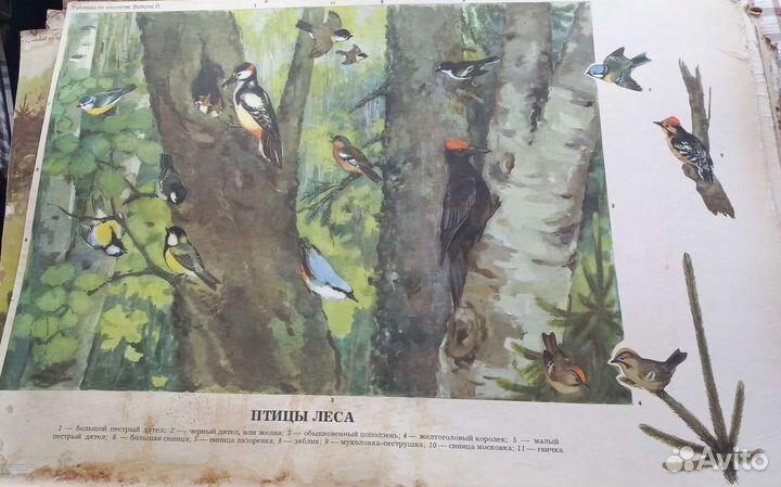 Плакаты обучающие СССР 3