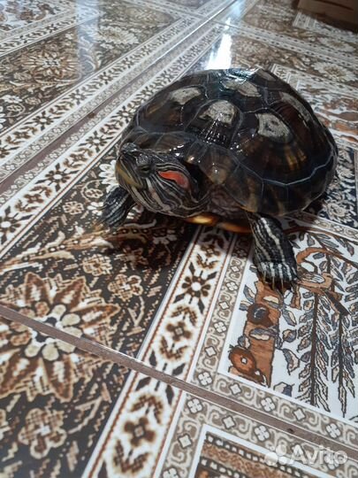 Красноухая черепаха