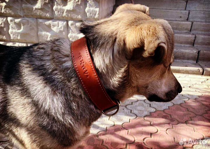 Ошейники для собак любых пород