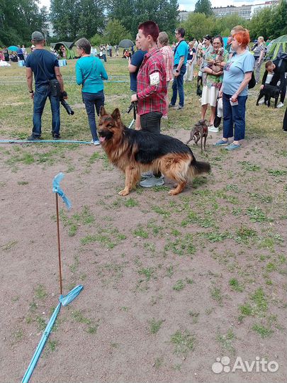 Кобель немецкой овчарки для вязки