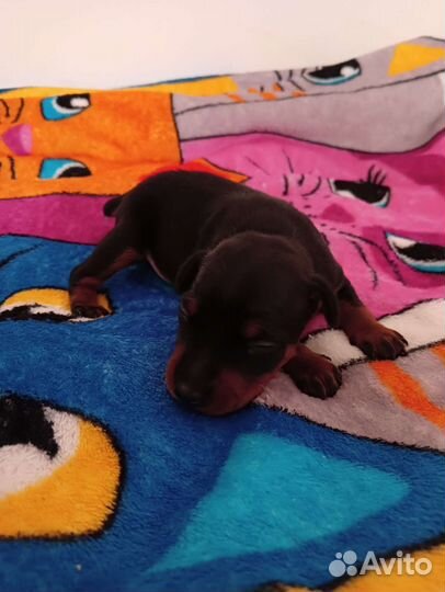 Щенки цвергпинчера