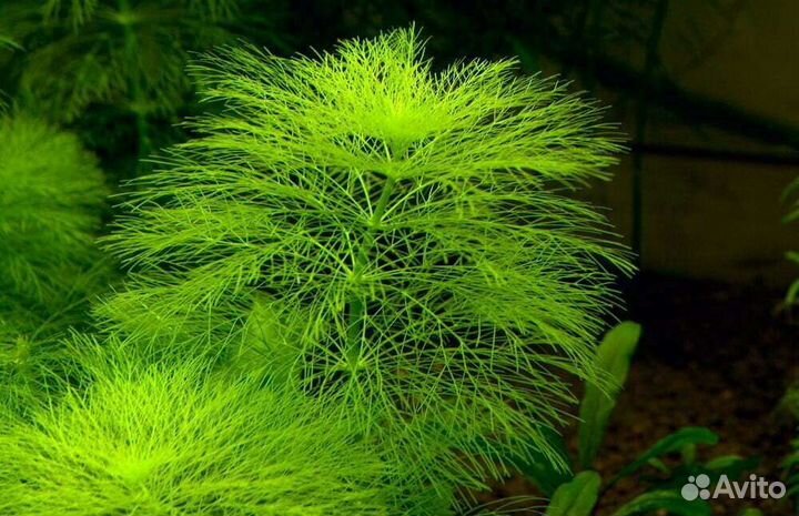 Амбулия королевская креветки вишня