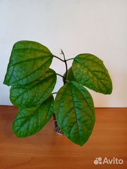 Клеродендрум томпсон