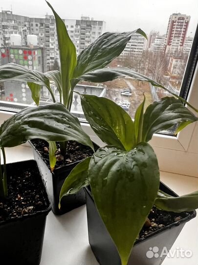 Спатифиллум уоллиса