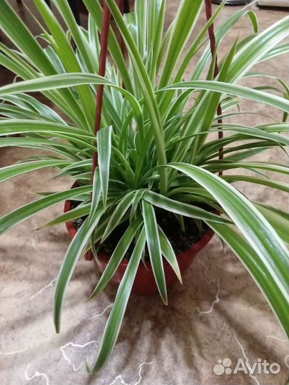 Комнатные растения цветы. Хлорофитум большой