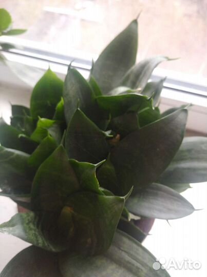 Сансевиерия. Щучий хвост. Тещин язык