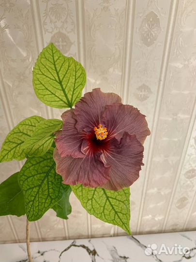 Сортовые гибискусы