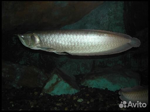 Арована американская