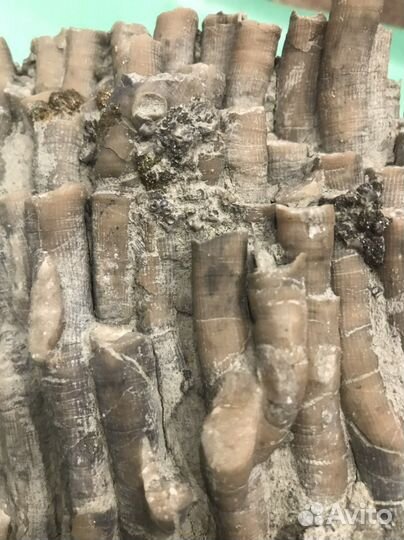 Окаменелый коралл с пиритом