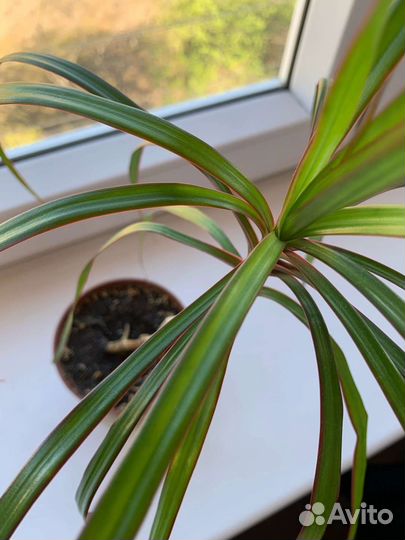 Пальма драцена
