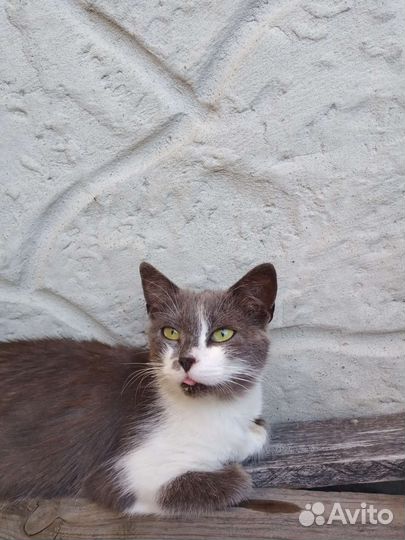 Кошечка в добрые руки