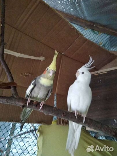 Попугай корелла птенцы