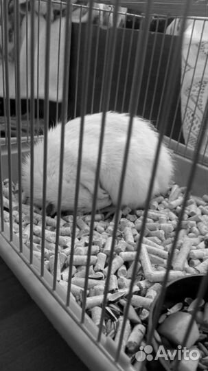 Крыса альбинос с клеткой