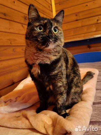 Кошка в дар