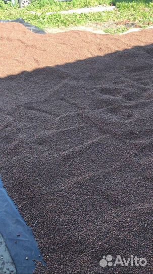 Кедровый орех оптом от Производителя