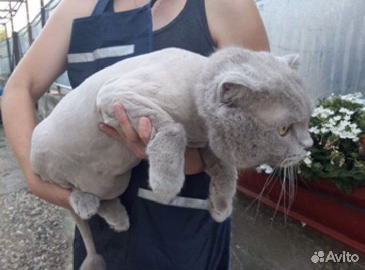 Ветеринарный врач.Грумер.Стрижка кошек и собак.кмв