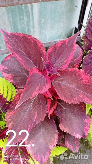 Колеусы вегитативные