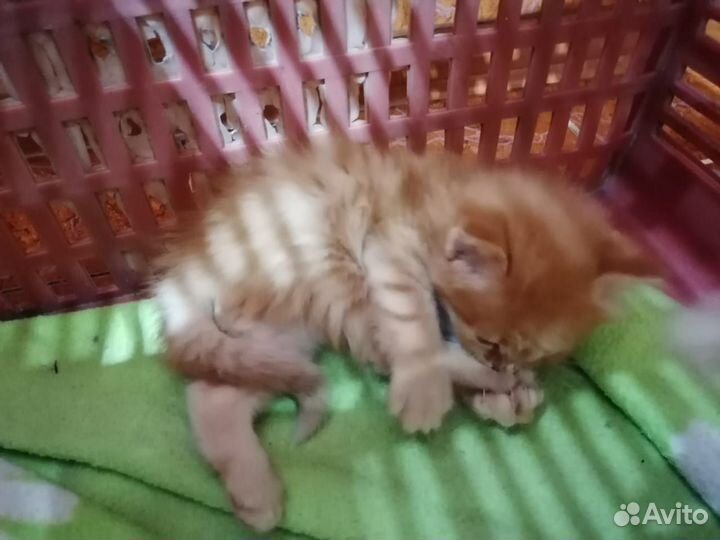 Котята