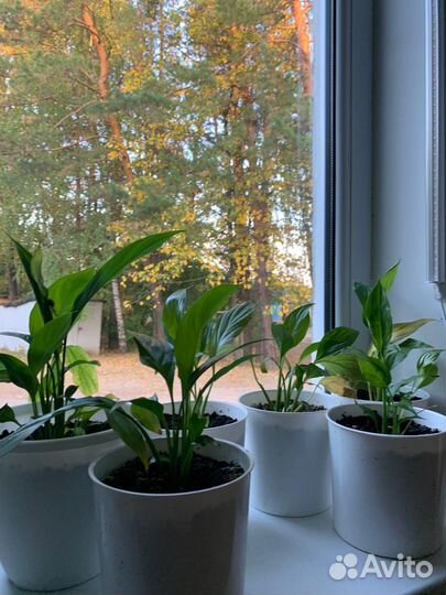 Спатифиллум,Алоэ