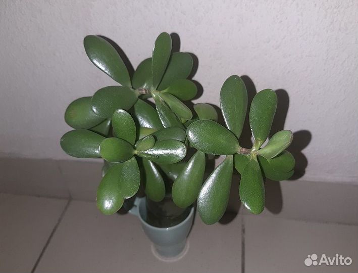 Денежный Цветок,Крассула Большой