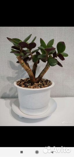 Крассула толстянка