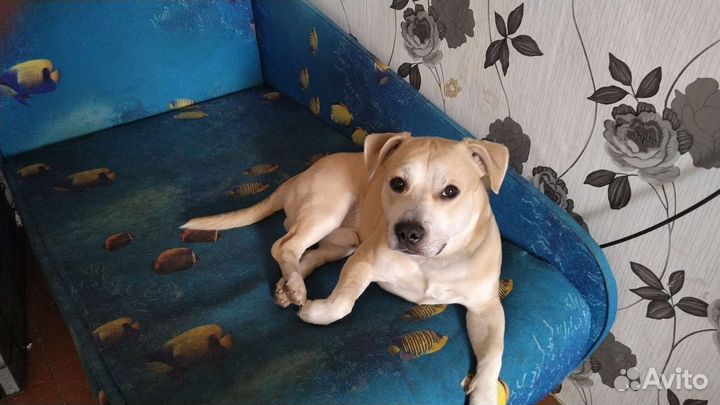 В добрые руки