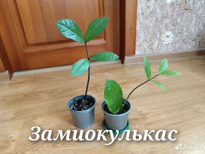 Комнатные цветы