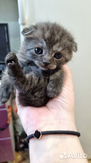Шотландская кошечка