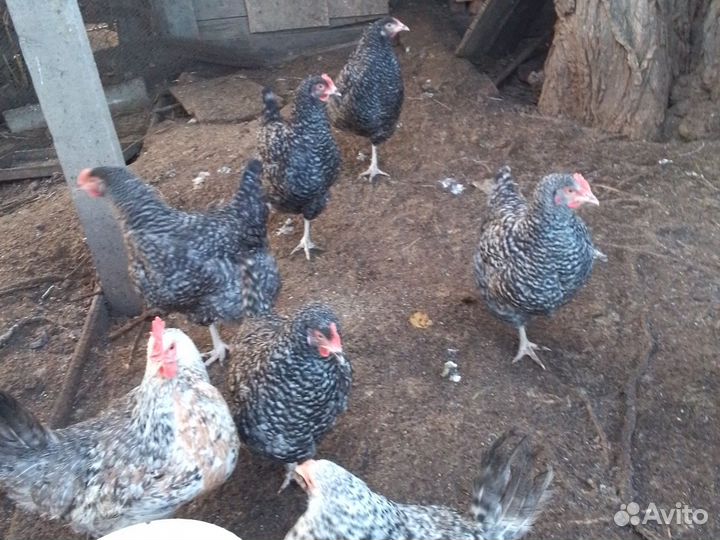 Яйца куриные домашние