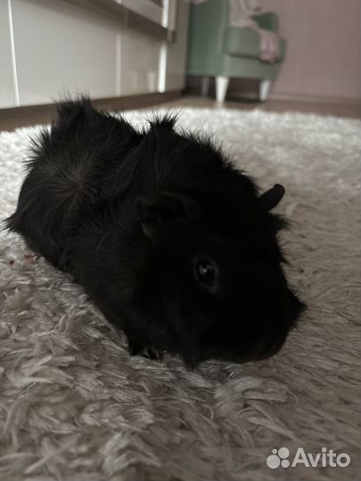 Отдам в добрые руки