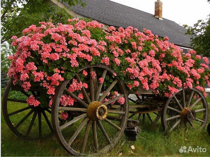 Пеларгония королевская