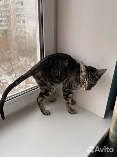 Кошка в добрые руки