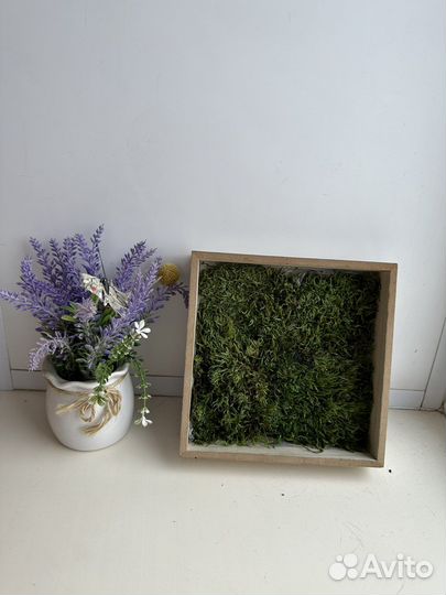 Стабилизированный мох панно