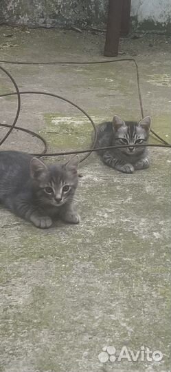 Отдам котят в хорошие руки