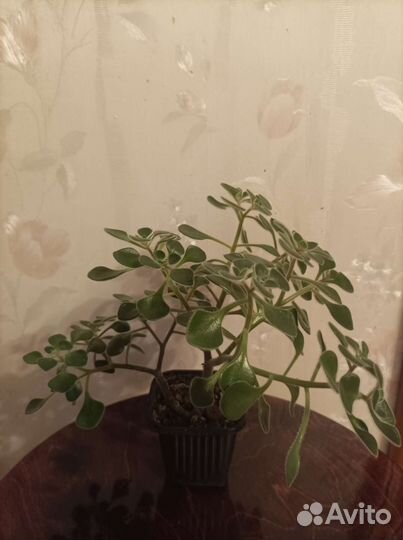 Аихризон дерево любви