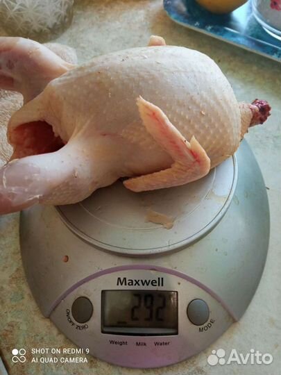 Техасский перепел