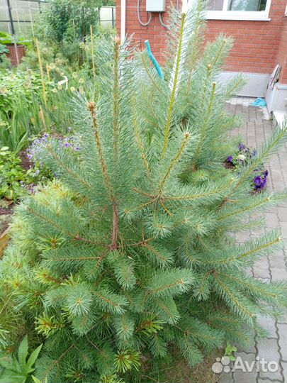 Саженцы сосны