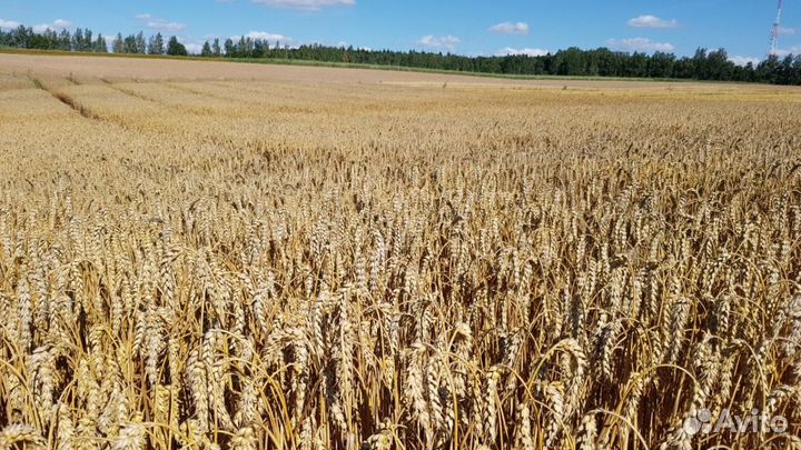 Семена озимой пшеницы