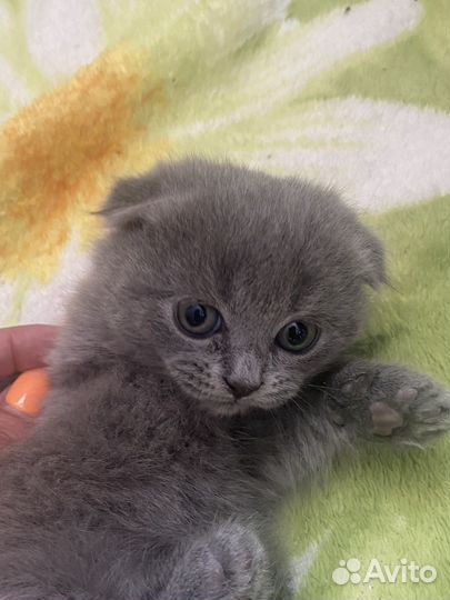 Британские котята