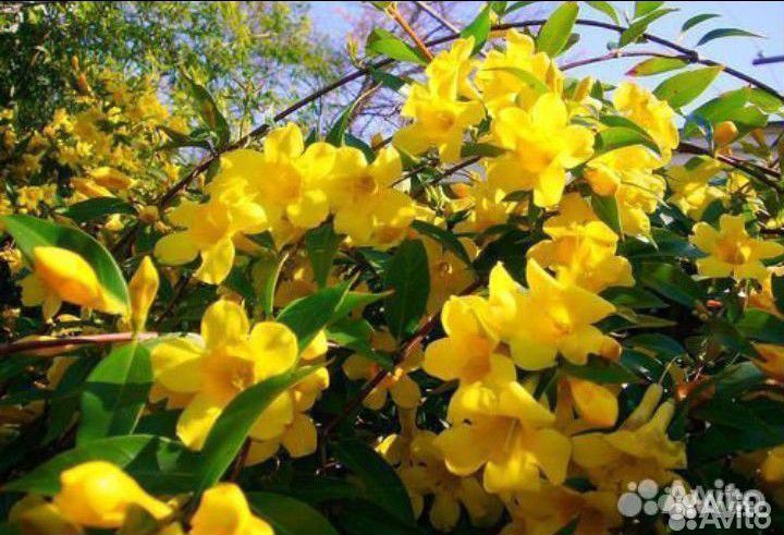 Садовый зимний жасмин