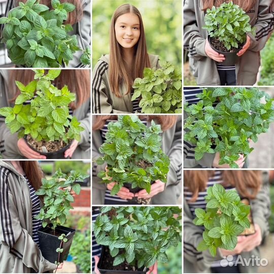 Мята 150 сортов новинки